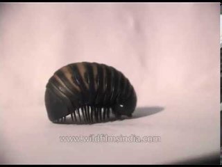 Pill millipede in Assam