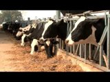 Cows in a neat row eating hay at a dairy farm in Punjab, India