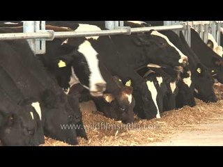 Descargar video: Herd of cows eating hay at dairy farm, Punjab