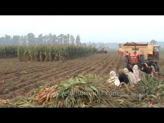 Forager moving through the maize fields