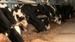 Dairy cows eating hay in Punjab