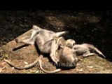 A trio of gray langurs in Landour, Uttarakhand