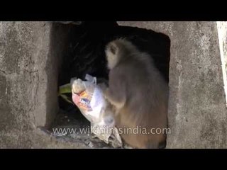 Gray langur searches for food