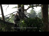 Mother gray langur with baby in Uttarakhand