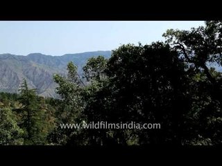 Rich mixed Deodar, Oak and Rhododenron forest in the Himalaya