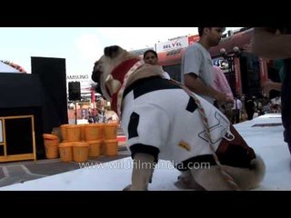 Pugs gather for an outing in Delhi