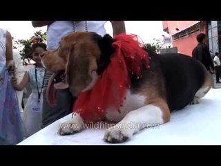 Lazy Beagle at a mass dog gathering in Delhi