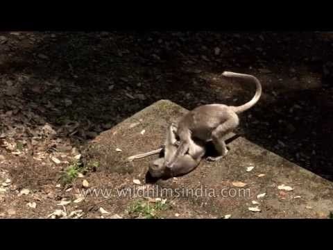 Gray langurs in Uttarakhand