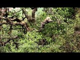 Gray langurs jumping from tree to tree - Landour, Uttarakhand