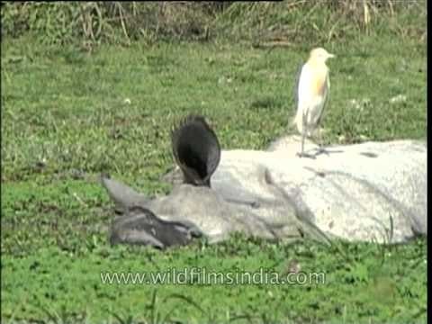 Cattle egret resting on a Indian Rhino - Kaziranga