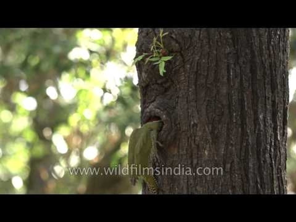 Scaly-bellied Woodpecker in Landour - Uttarakhand, India
