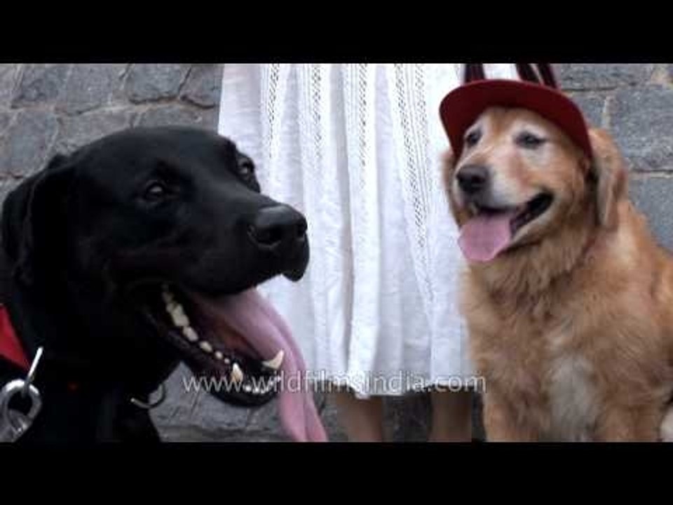 Labradors' day out - Delhi