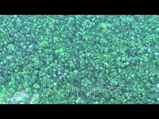 Flying over the Andaman's forest