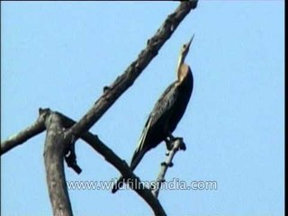 Darter or Snake Bird on a tree