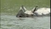 One-horned Rhino wades through water in Kaziranga National Park, Assam