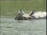 One-horned Rhino wades through water in Kaziranga National Park, Assam