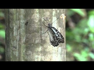 Glassy Tiger Butterfly uses proboscis to probe barhk of tree