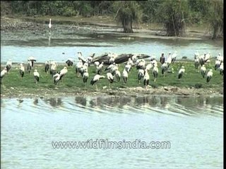 Asian Openbill Storks - Assam