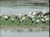 Asian Openbill Stork (Anastomus oscitans)