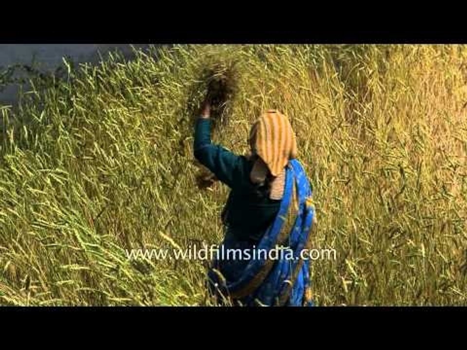 Kumaoni women working in a wheat field