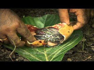 Tearing open a Python egg to release the baby snake!