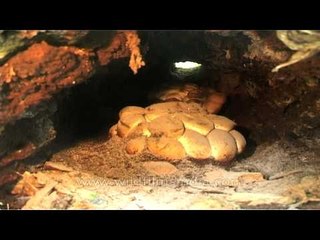 Massive clutch of Python eggs