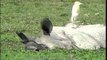 Cattle Egret resting on a resting Rhino