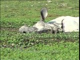 Indian Rhino cooling down in Kaziranga, Assam