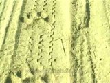 Tracking tiger pug-marks along the dirt tracks of a jeep