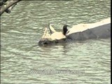 One-horned Rhino wallowing in water - Kaziranga National Park, Assam