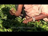 Assam tea garden workers plucking tea leaves
