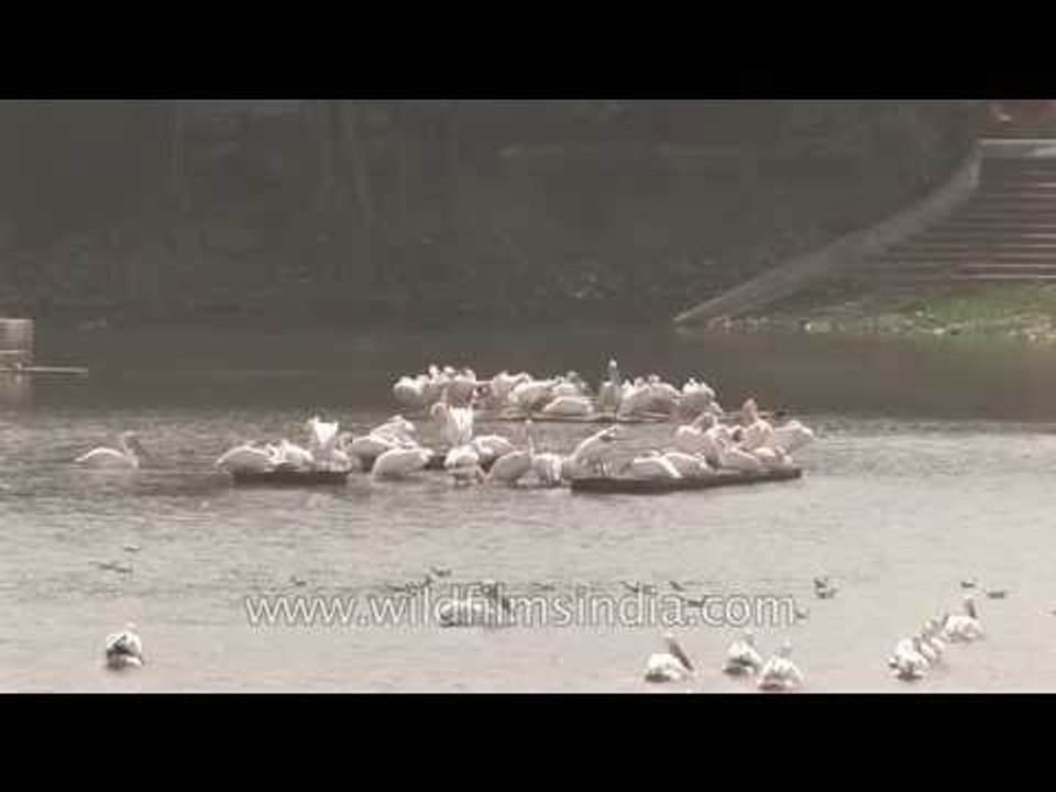 Pelicans in Gujarat