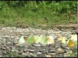 Common Crow and other butterflies mud-puddling in Assam