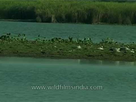 Bar-headed Geese and a Rhino in Kaziranga National Park