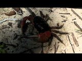 Crabs of Andaman and Nicobar Islands - India