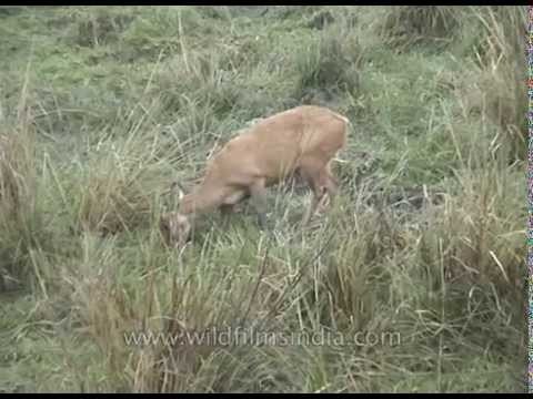 Herd of deer grazing in the fields of Kaziranga National Park