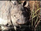 Indian Rhino eating tall grass at Kaziranga, Assam