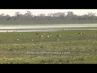 Elephants and deer: Kaziranga National Park
