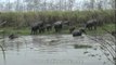 Herd of elephants crossing a river at Kaziranga National Park