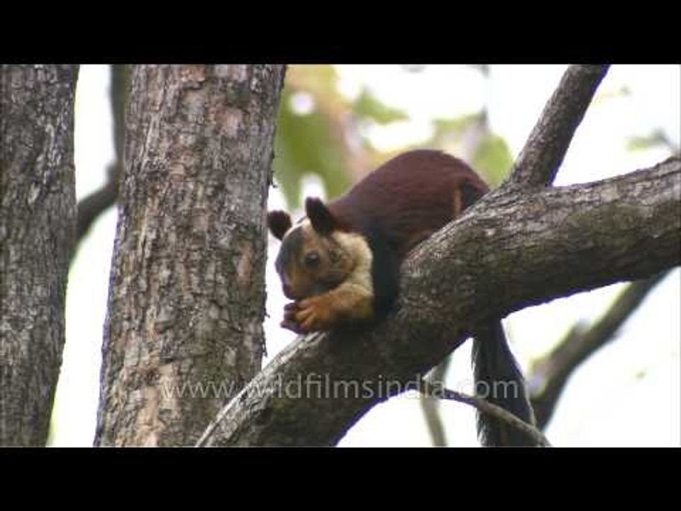 Malabar squirrel - a large central Indian tree squirrel