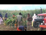 Women loading the chopper with crops in the field of Ludhiana