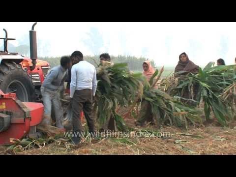 Making food for farm animals by chopping maize crops with chopper