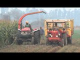 Forage harvester thrashing maize plants in the field of Ludhiana