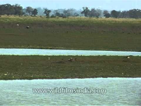 Buffaloes graze inside Kaziranga National Park
