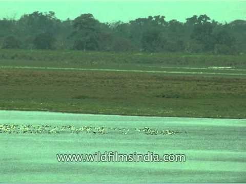 Bar-headed Geese in a waterbody in Kaziranga National Park
