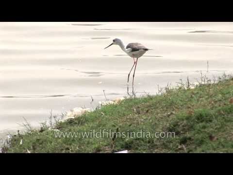 Black-winged Stilts alongside a river