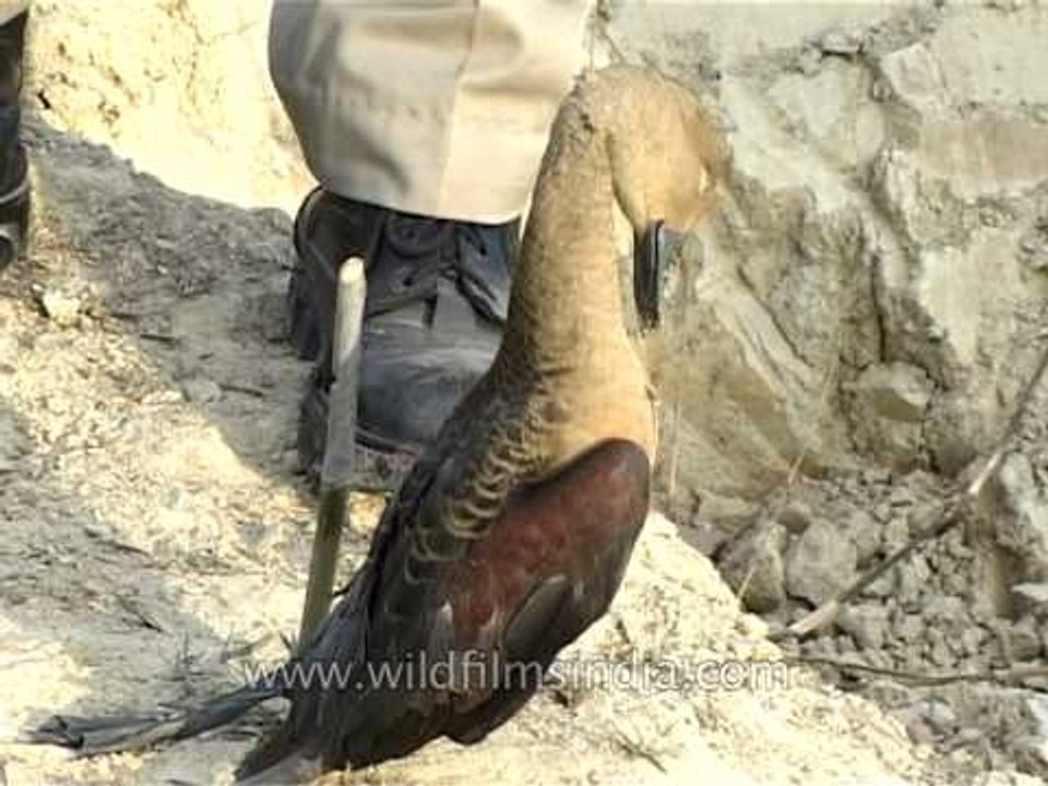 Duck caught in a traditional bird trap in India