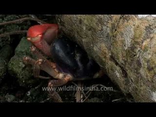 Andamans and Nicobar crab  2 HDV 848 L 50 5