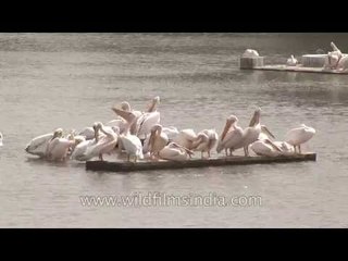 Pelicans in a dam in Gujarat