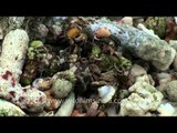Living sea shells & crabs - Andaman